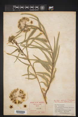 Asclepias asperula image