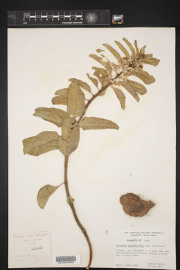 Asclepias oenotheroides image