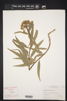 Asclepias viridiflora image