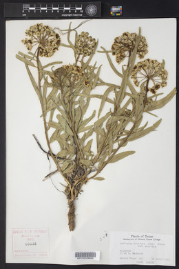 Asclepias asperula image