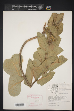 Asclepias latifolia image