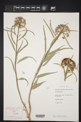 Asclepias asperula image