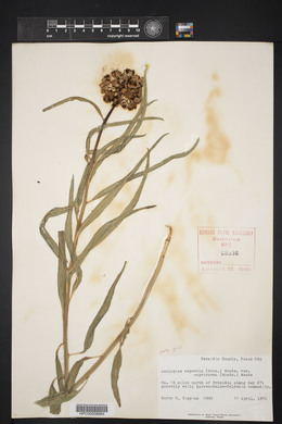 Asclepias asperula image