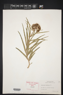 Asclepias asperula image