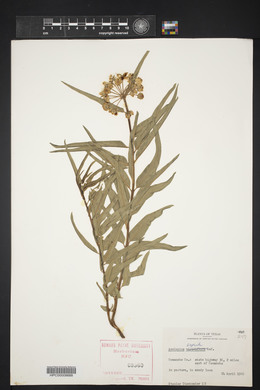 Asclepias asperula image