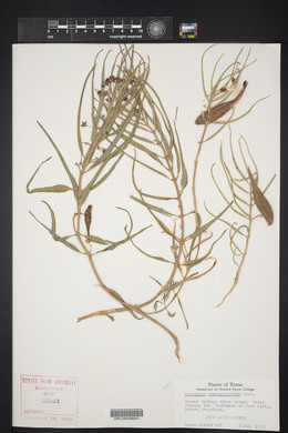 Asclepias brachystephana image