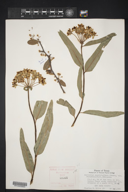 Asclepias asperula image