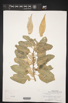 Asclepias oenotheroides image