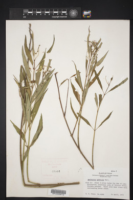 Asclepias perennis image