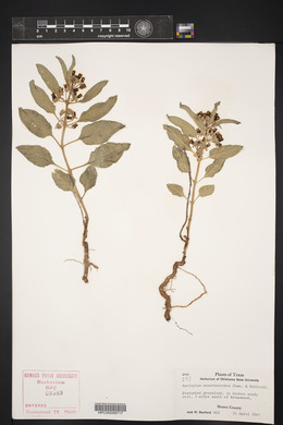 Asclepias oenotheroides image