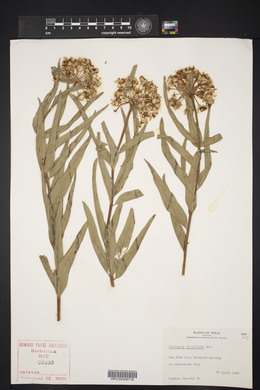 Asclepias viridiflora image