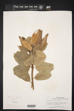 Asclepias viridis image