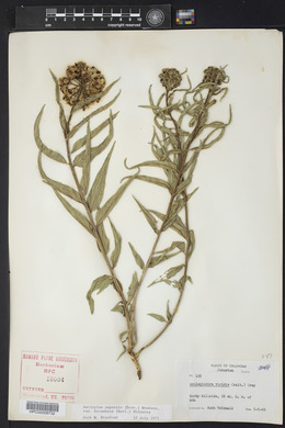 Asclepias asperula image