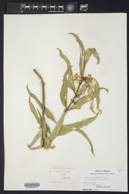 Asclepias viridiflora image