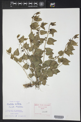 Matelea biflora image