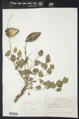 Matelea biflora image