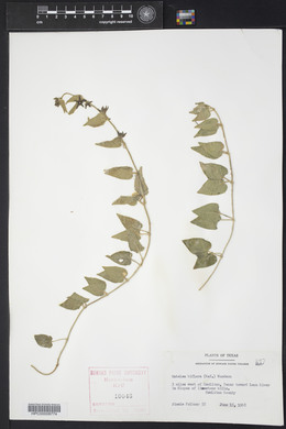 Matelea biflora image