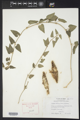 Matelea biflora image