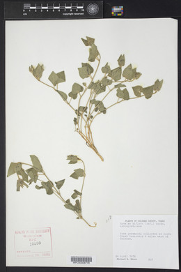 Matelea biflora image