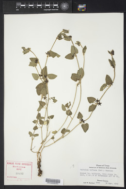 Matelea biflora image