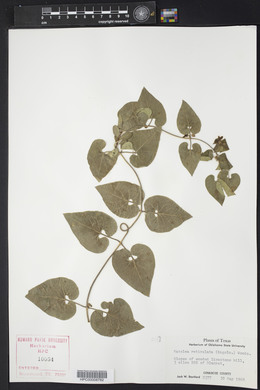 Matelea reticulata image