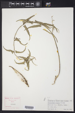 Funastrum crispum image