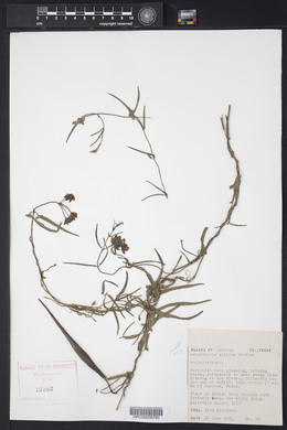 Funastrum crispum image