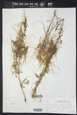 Cuscuta indecora image