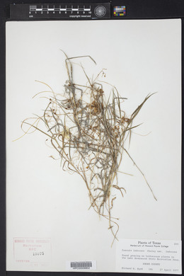 Cuscuta indecora image