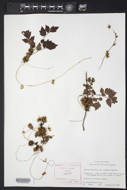 Cuscuta gronovii image