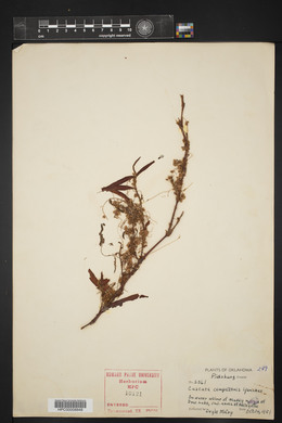 Cuscuta campestris image