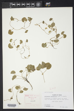 Dichondra brachypoda image