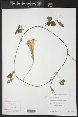 Ipomoea lindheimeri image