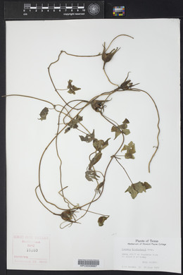 Ipomoea lindheimeri image