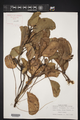 Ipomoea pes-caprae image