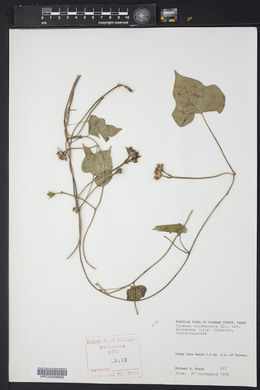 Ipomoea trichocarpa image