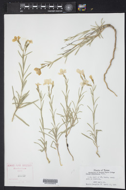 Phlox triovulata image