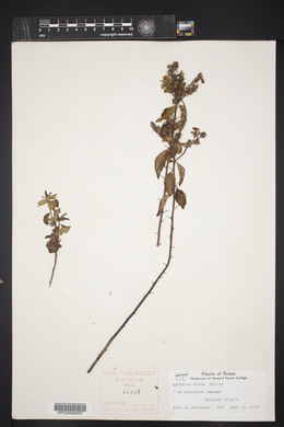 Hydrolea ovata image