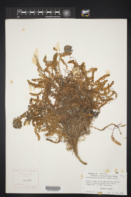 Hydrophyllum fendleri image