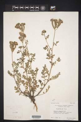 Phacelia congesta image