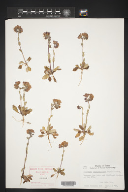 Phacelia strictiflora image