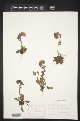 Phacelia strictiflora image