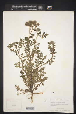 Phacelia congesta image