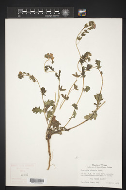 Phacelia hirsuta image