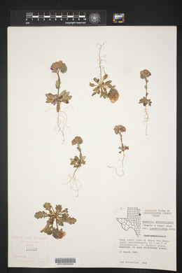 Phacelia strictiflora image