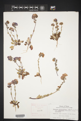 Phacelia strictiflora image