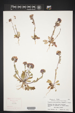 Phacelia strictiflora image