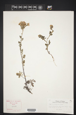 Phacelia congesta image