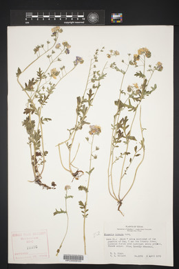 Phacelia hirsuta image