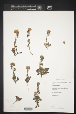 Phacelia strictiflora image